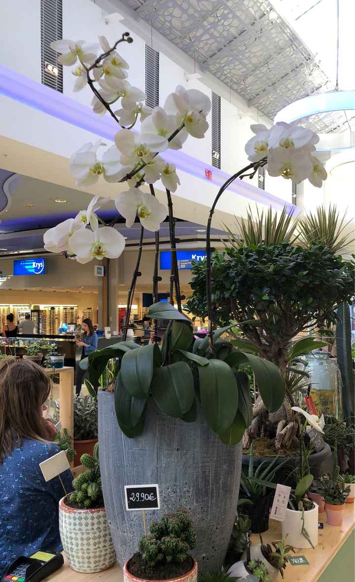 Orchidées - 1