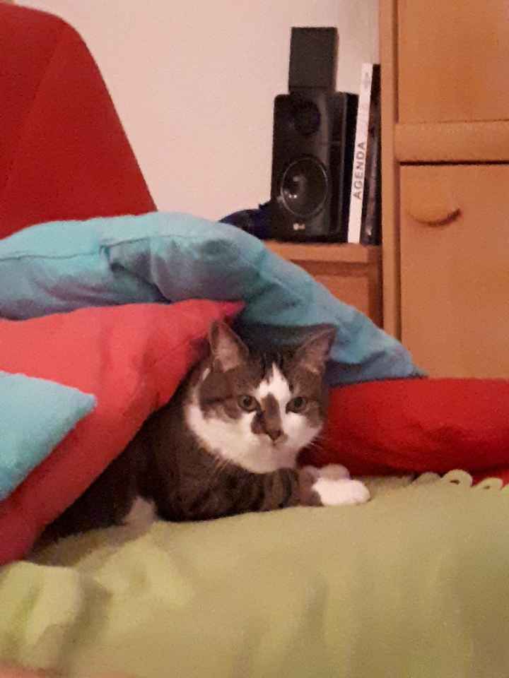 Comment s'appellent vos animaux poilus ? - 1