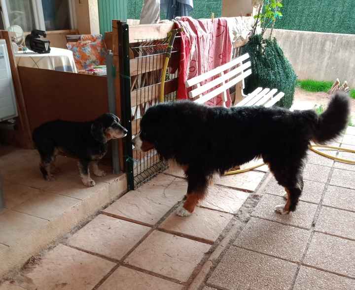 Qui a Des animaux ? - 1