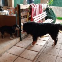 Qui a Des animaux ? - 1