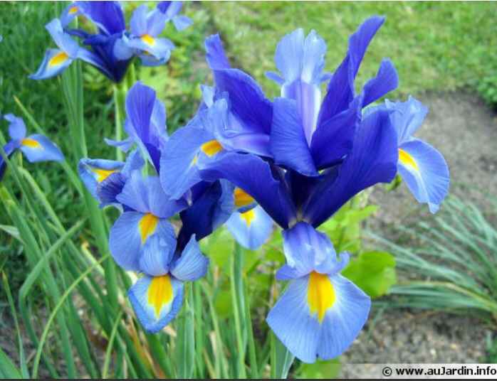 Fleurs bleues une galère! - 1