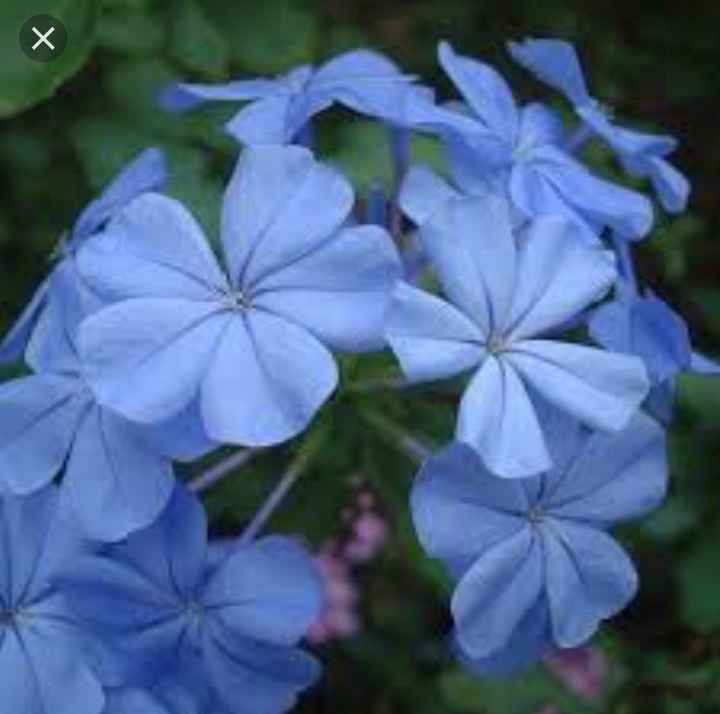 Fleurs bleues une galère! - 4