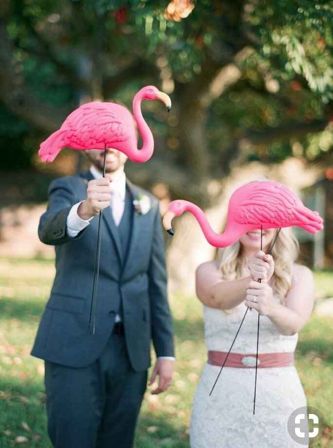 Flamand Rose à l’honneur - 13