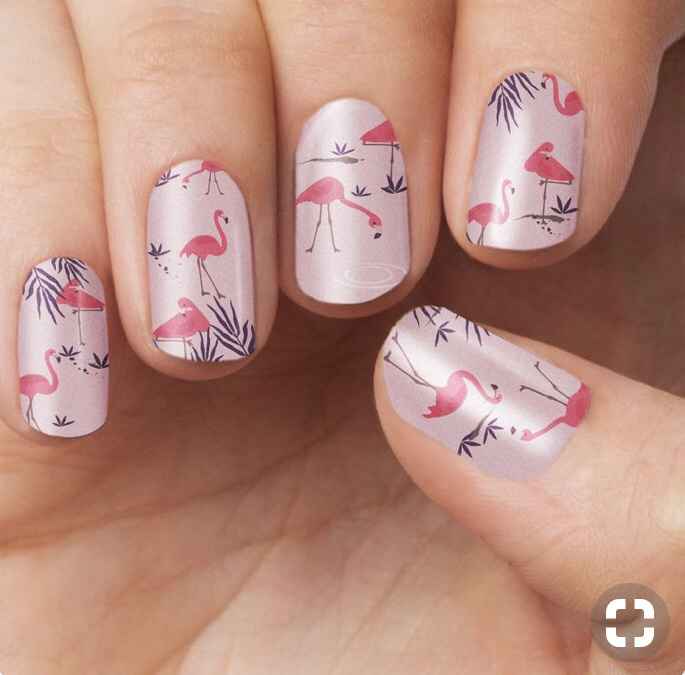 Flamand Rose à l’honneur - 25