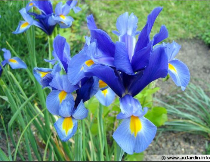 Essai composition florale - 3