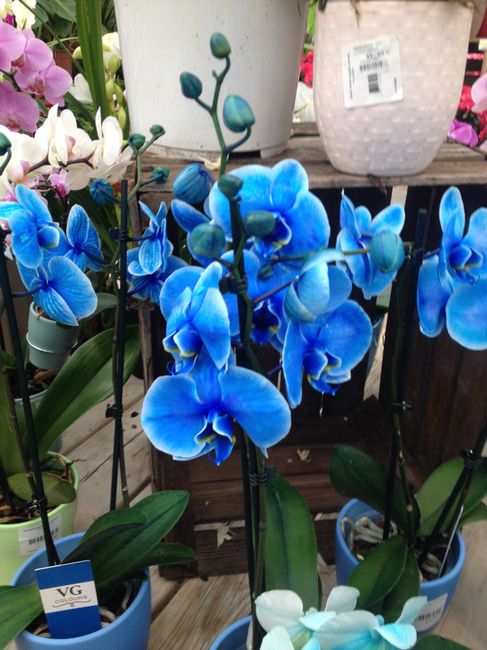 Fleurs bleues une galère! - 3