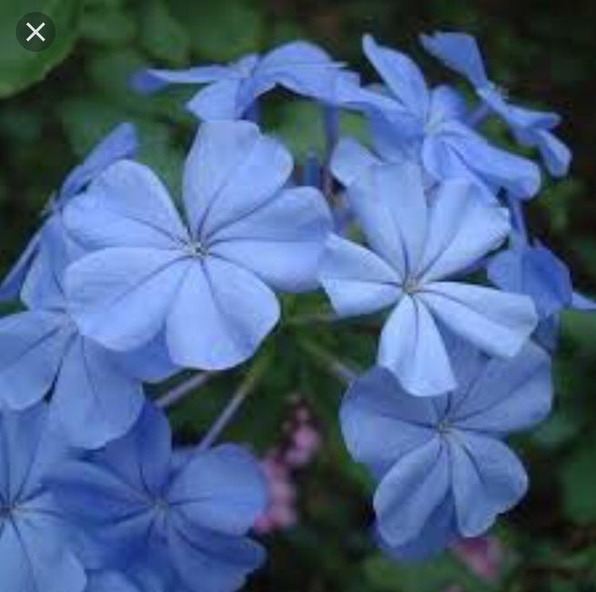 Fleurs bleues une galère! - 4