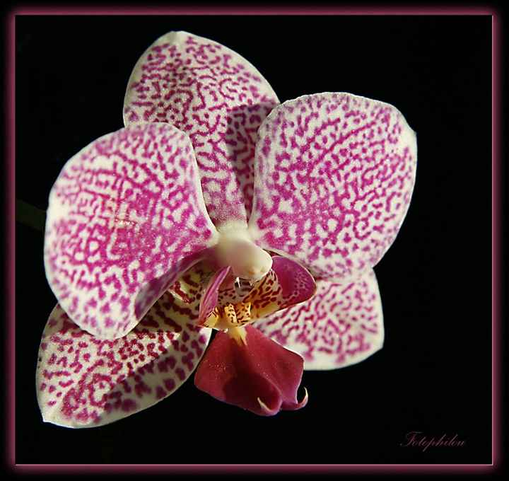 papillon