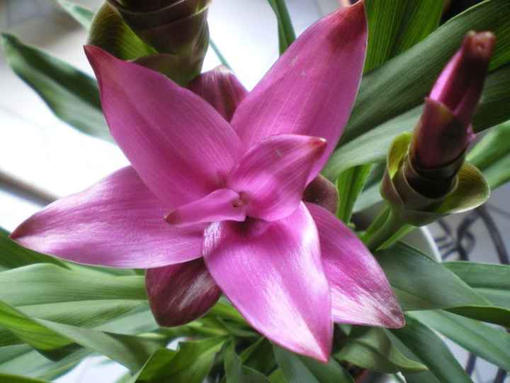 tulipe