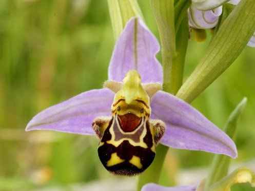 abeille