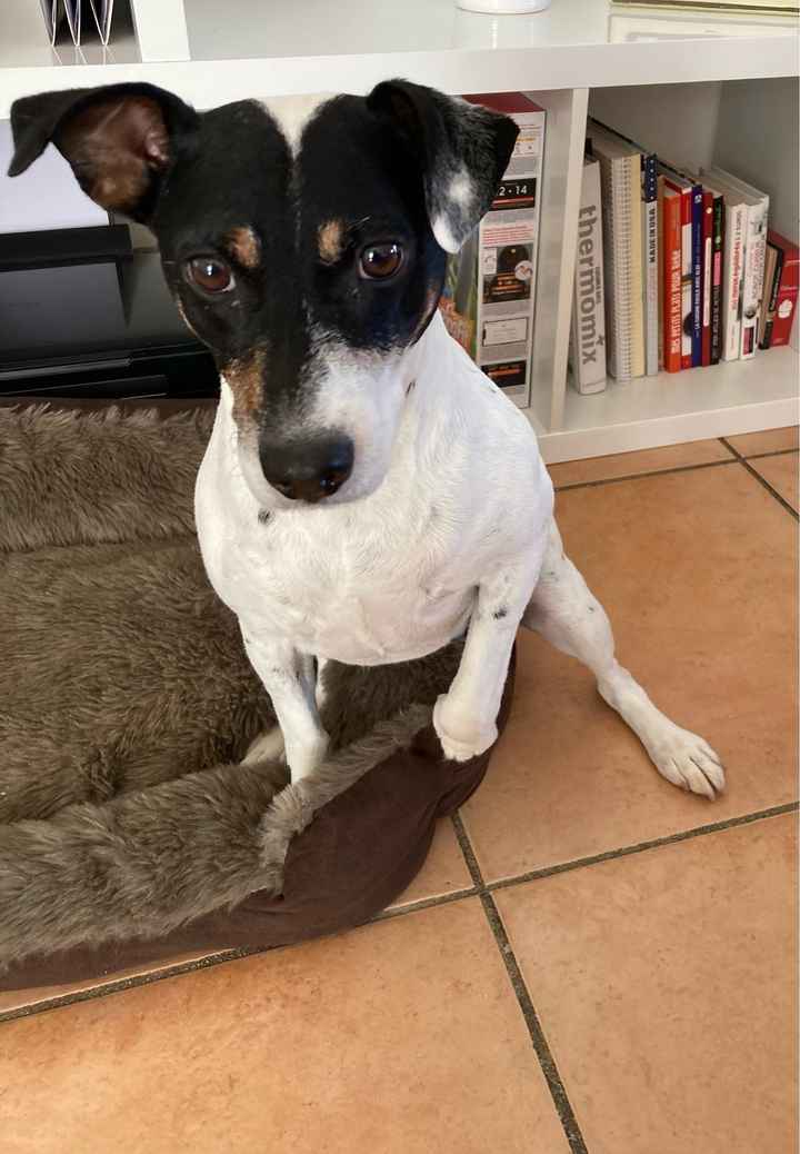 Des photos avec vos chiens ? 🐶 - 1