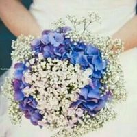 Qui utilise du gypsophile? - 2