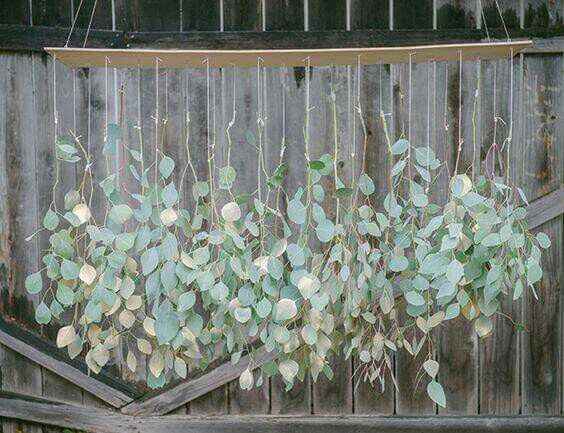  Et pourquoi pas de l'eucalyptus? - 9