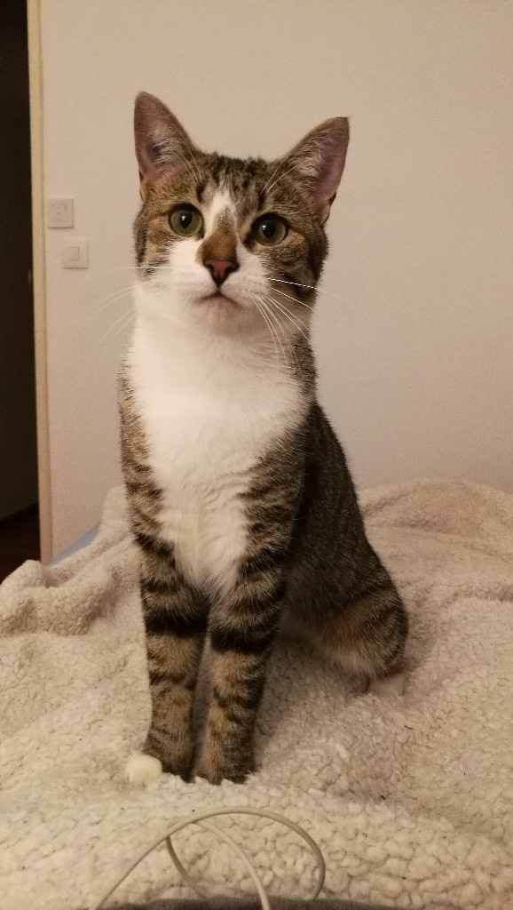  Mon petit bébé chat 😋 - 1