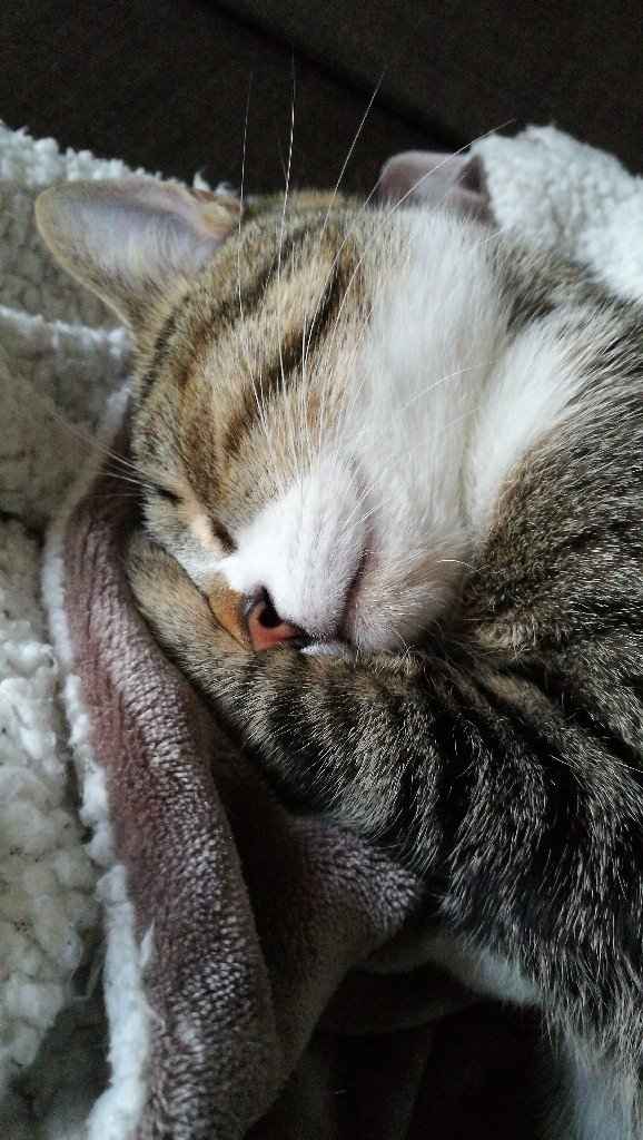  Mon petit bébé chat 😋 - 3