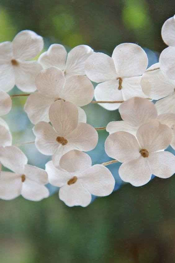 Fleurs de Cornouiller