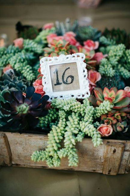 Inspiration succulente - 6