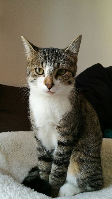 Montrez moi vos animaux ! - 2