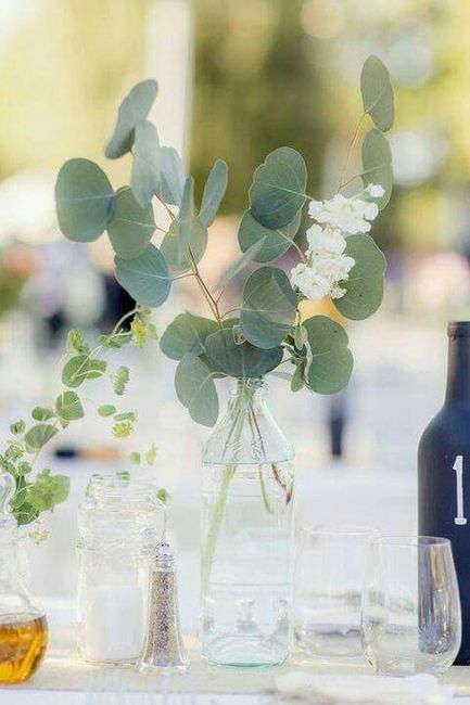 Et pourquoi pas de l'eucalyptus? - 2