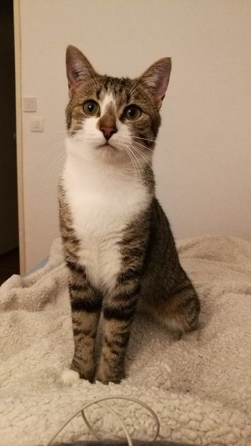  Mon petit bébé chat 😋 - 1