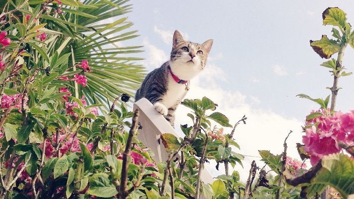  Mon petit bébé chat 😋 - 2