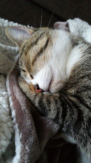  Mon petit bébé chat 😋 - 3