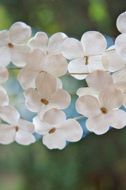 Fleurs de Cornouiller
