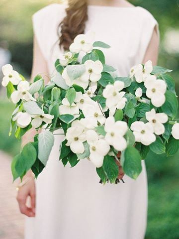 Fleurs de Cornouiller