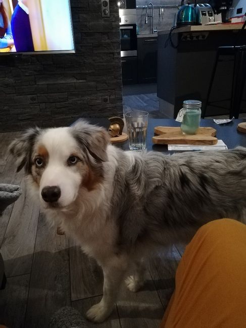  Mon petit bébé chat 😋 - 1