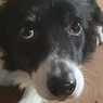 André