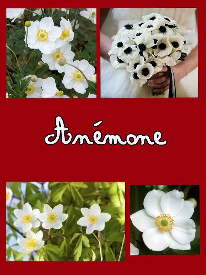 anémone