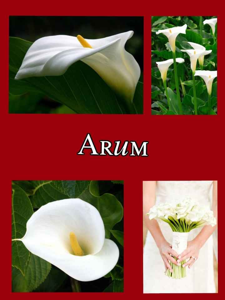 arum.