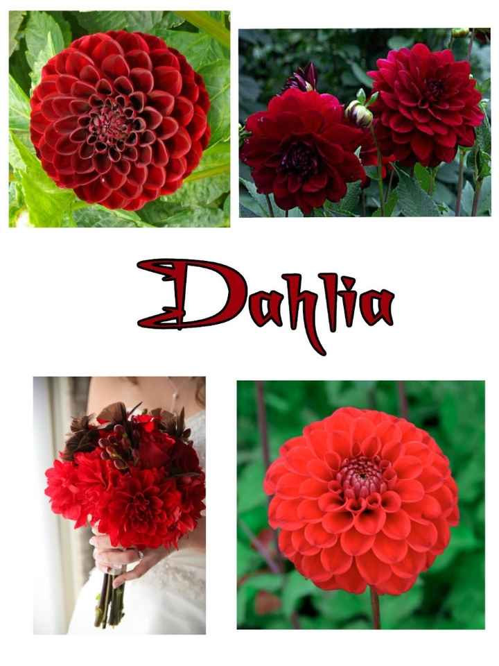 dahlia