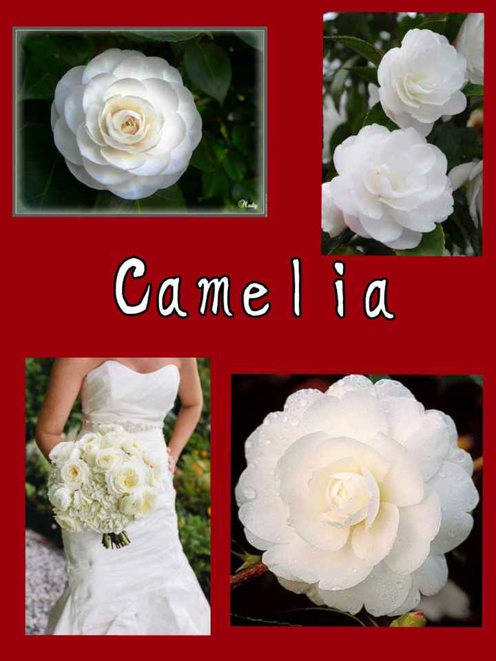 camélia