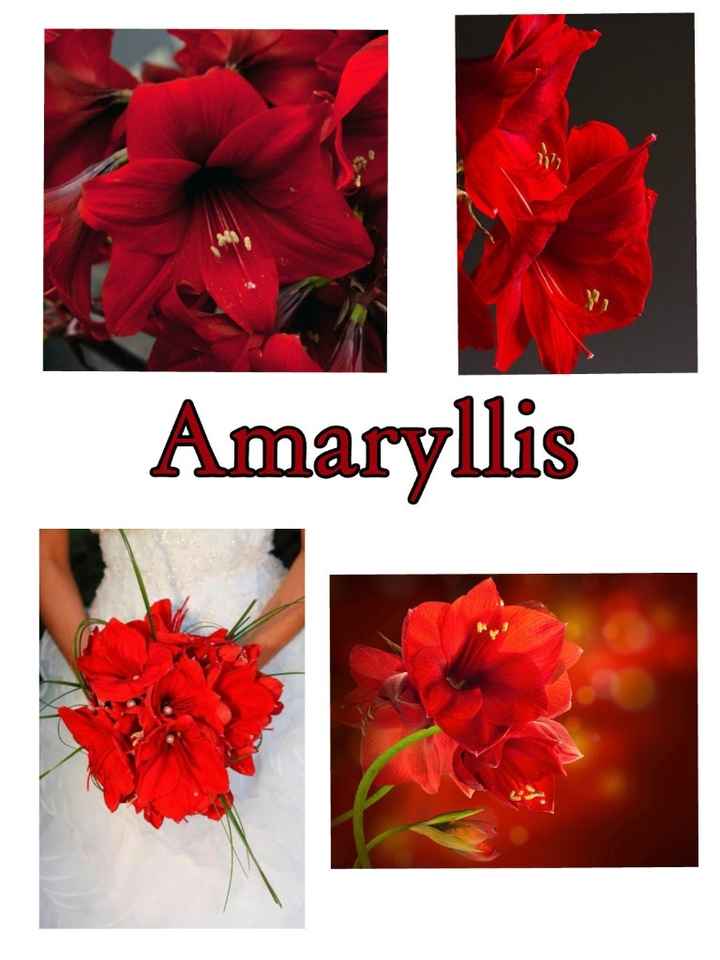 amaryllis