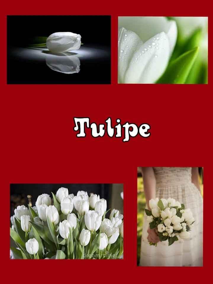 tulipe