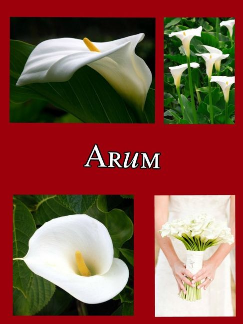 arum.