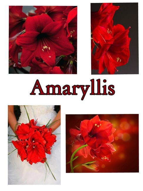 amaryllis