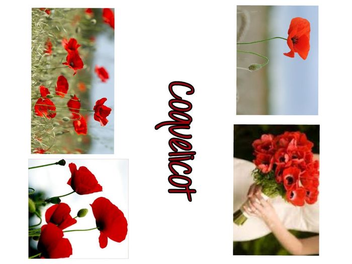 coquelicot