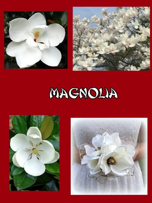magnolia