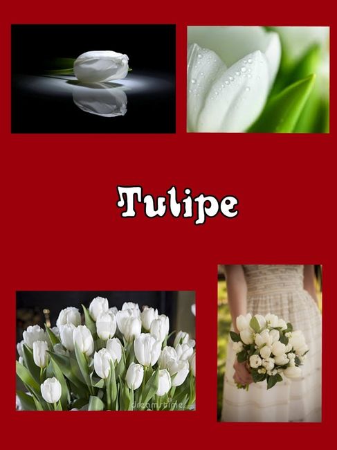 tulipe