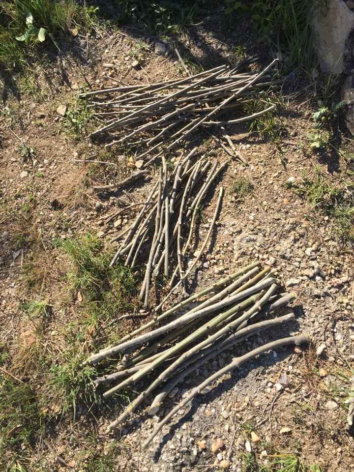 Bâton sortie cérémonie petite branche d'arbre ? - 1