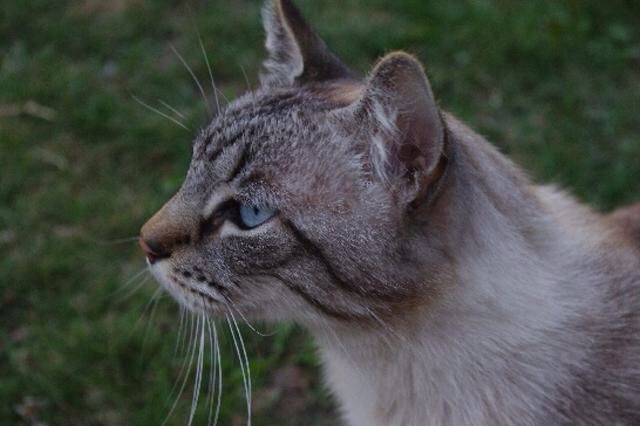 Nos animaux ! - 2
