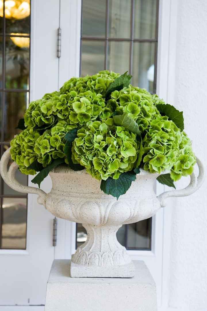 L'hortensia
