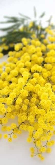 4. Mariage Jaune