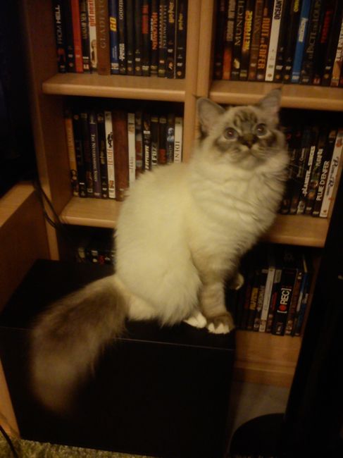 Voici notre chat qui compte beaucoup à nos yeux