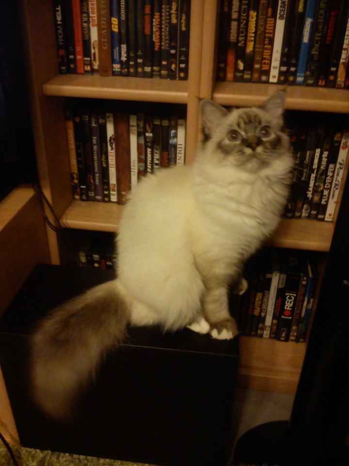 Voici notre chat qui compte beaucoup à nos yeux