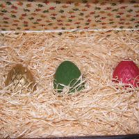 oeuf3