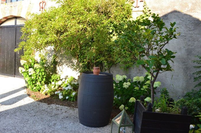 Rosier grimpant qui me servira pour accrocher des boules pour le plan de table