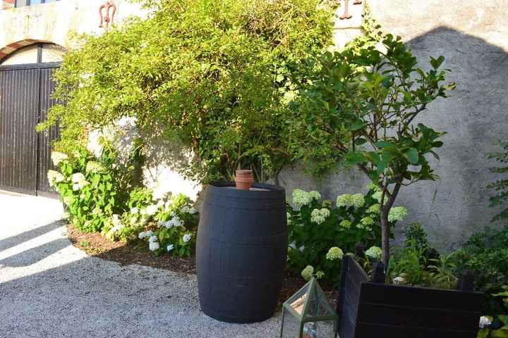 Rosier grimpant qui me servira pour accrocher des boules pour le plan de table